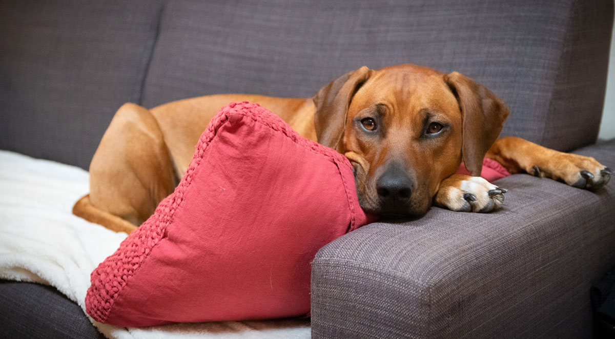 PETPROOF - Mit diesen Stoffen ist Ihr Sofa sicher vor Haustieren!