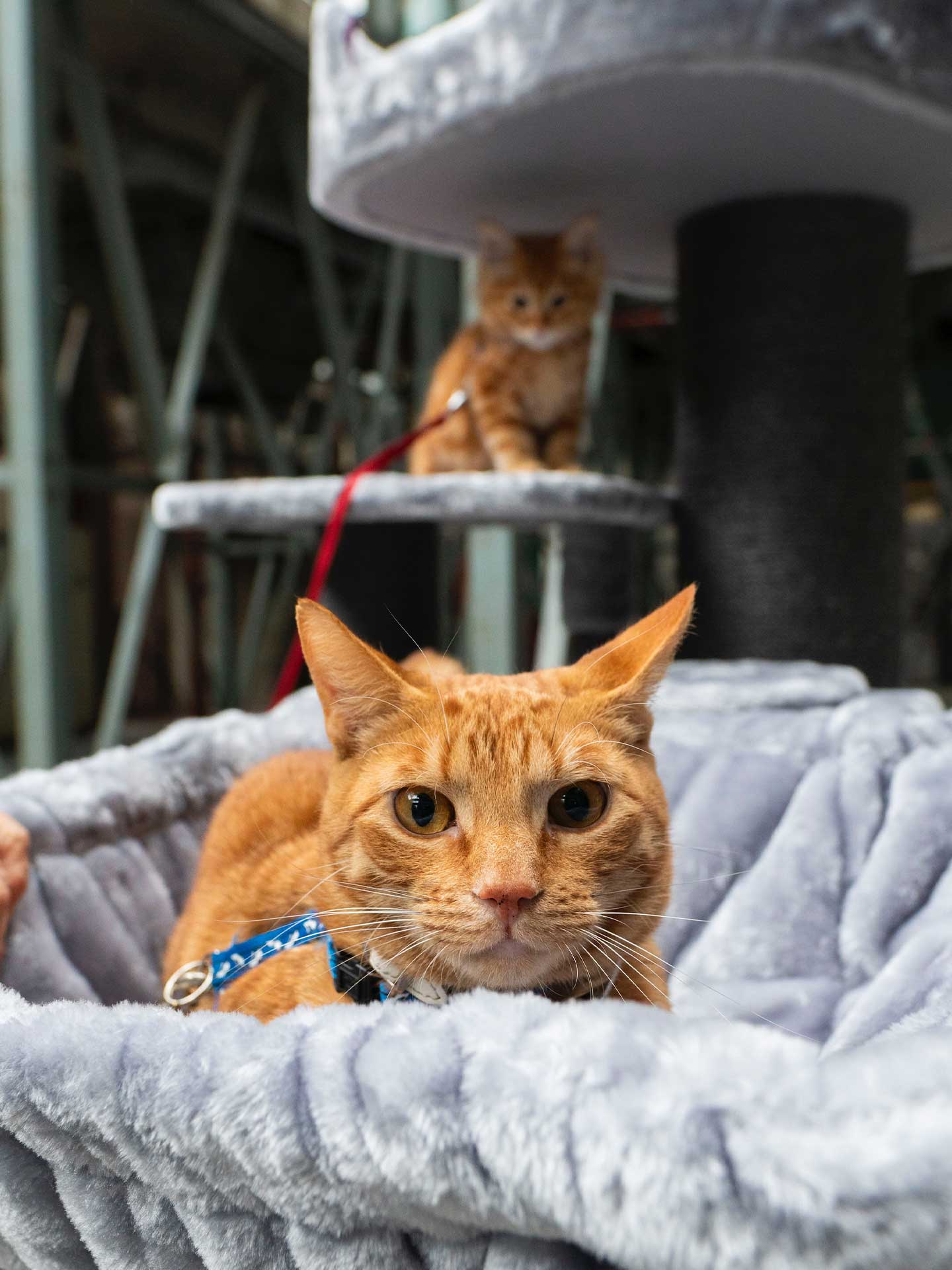 Entdecken Sie unseren Premium-Kratzbaumstoff!