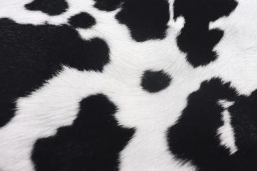 Baumwollstoff - Kuhflecken 
