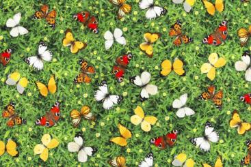 Schmetterlings-Wiese - Dekostoff Digitaldruck 