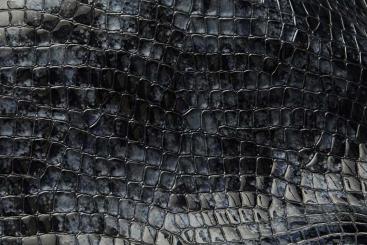 Kalbsleder Premium - Croco Gloss - Schwarzblau 