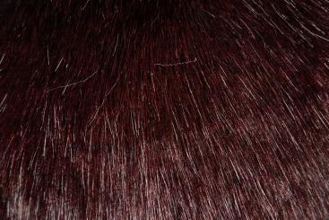 Pelz-Imitat - Hermelin - Burgunder 