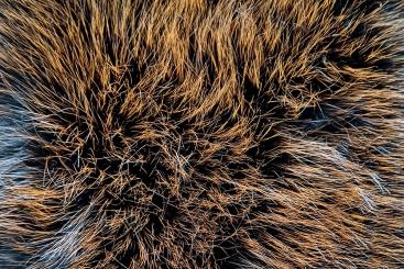 Pelzimitat High Luxury - Outstanding Orange 