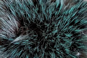 Pelzimitat High Luxury - Pleasant Petrol 