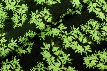 Jersey - Kleine Echsen - Schwarz 