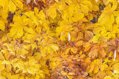 Outdoorstoff - Kastanienlaub