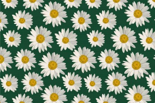 Nano-Softshell - Daisy Flowers