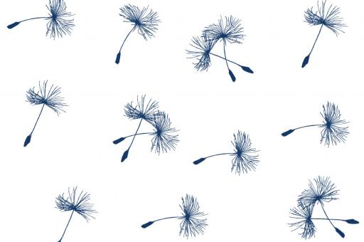 Voile - Pusteblümchen