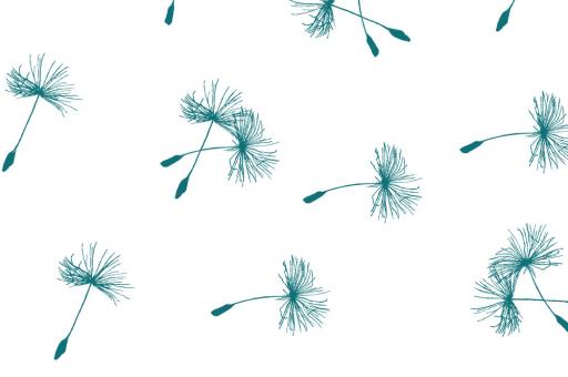 Voile - Pusteblümchen