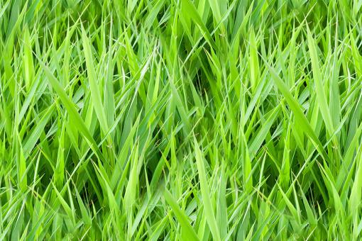 Dekostoff - Grünes Gras