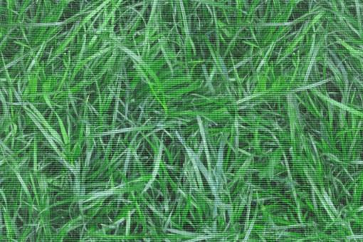 Moskitonetz-Meterware - Grünes Gras