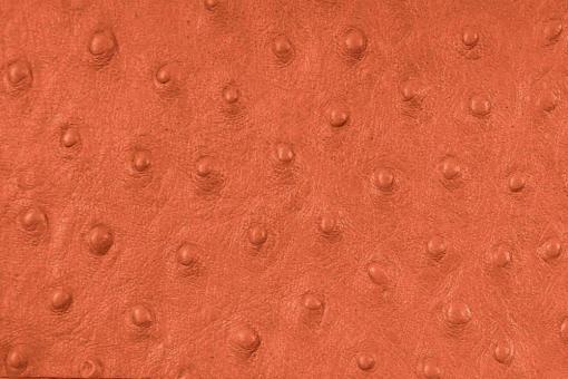 Echtleder geprägt - Strauß - ganze Haut