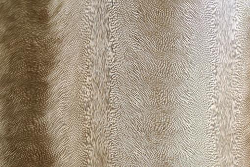 skai® Sofelto EN - Kunstleder - Animal Fascination