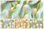 Längsstränge aus weißen Tulpen mir grünen Blättern auf einfarbigem Hintergrund