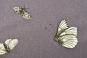 Dekostoff deluxe - Papillon - Schmetterlinge - 280 cm - Mauve