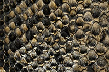 Schlange - Kunstleder