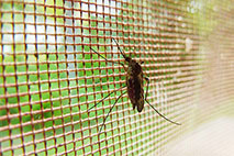 Moskitonetz Meterware