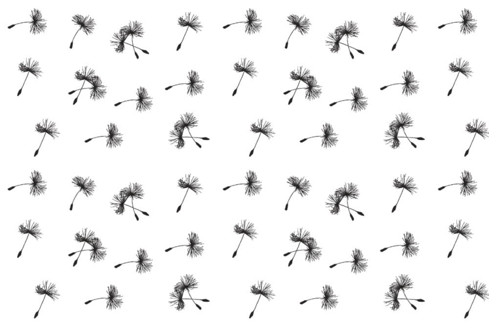 Blackout - Pusteblume - Weiß/Schwarz - 2,0 Meter 