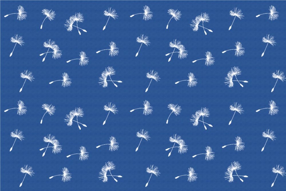 Blackout - Pusteblume Royalblau/Weiß