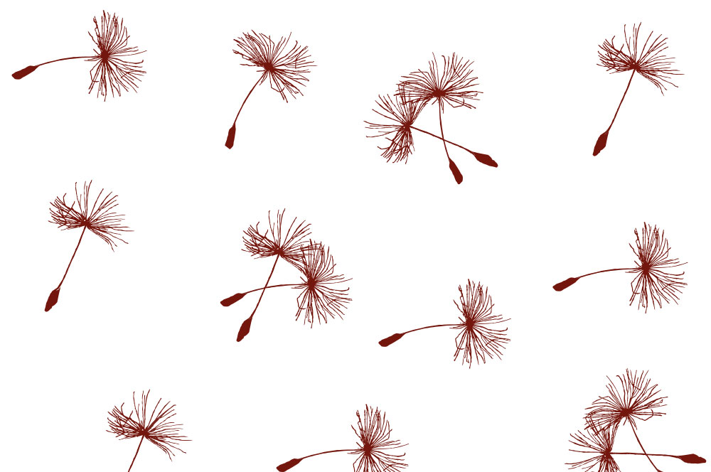 Voile - Pusteblümchen