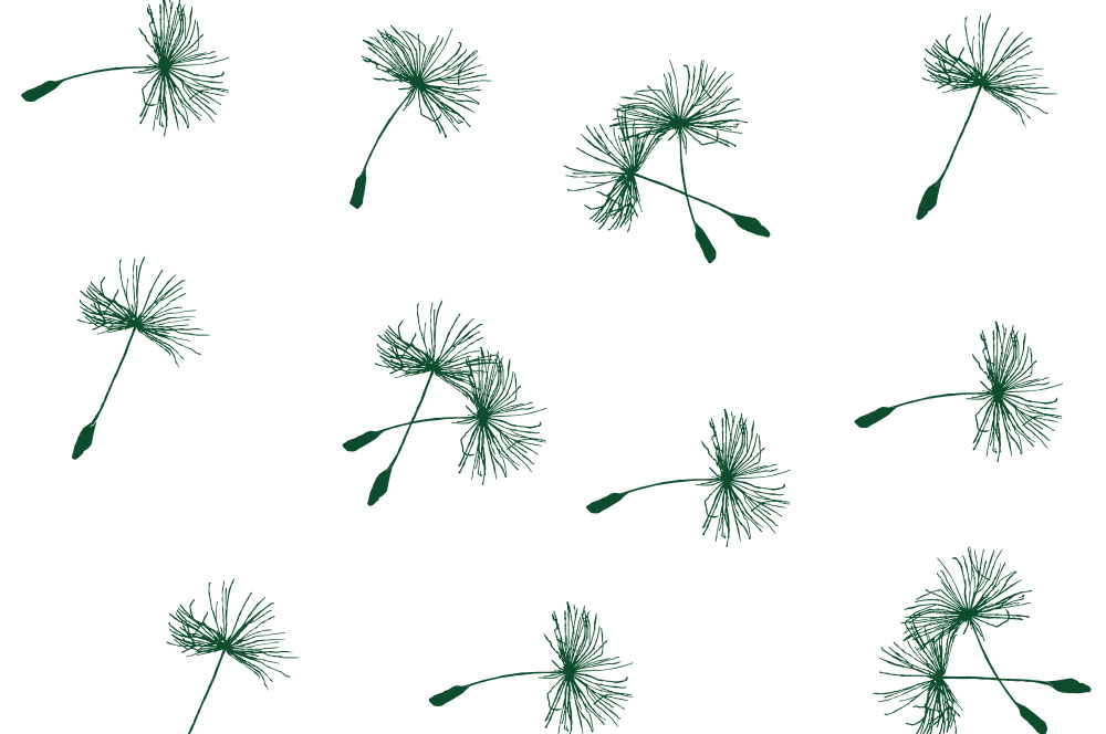 Voile - Pusteblümchen