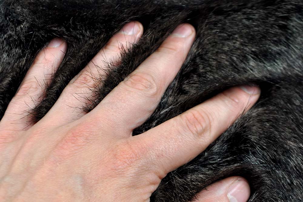 Pelz-Imitat Night Wolf 