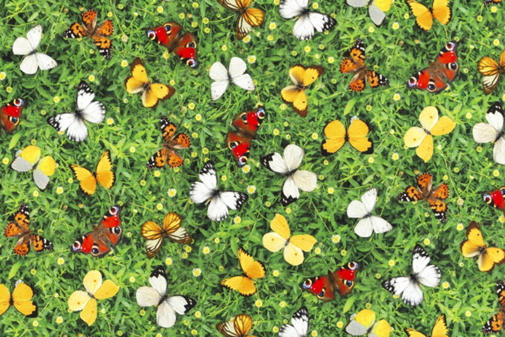 Schmetterlings-Wiese - Dekostoff Digitaldruck
