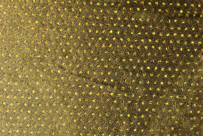 Tanzkleiderstoff Hologramm - Tupfen - Schwarz/Gold