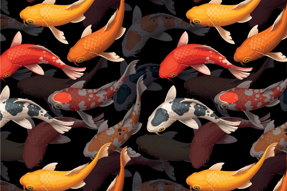 Satin - Koi Fischschwarm