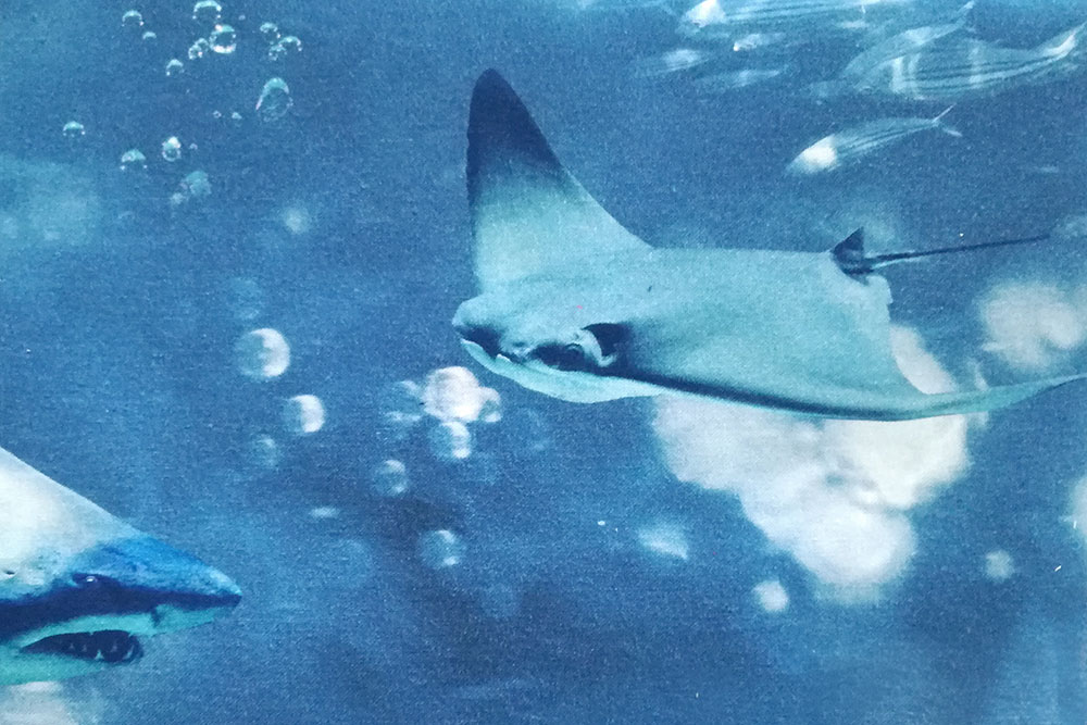 Dekostoff Digital - Haie