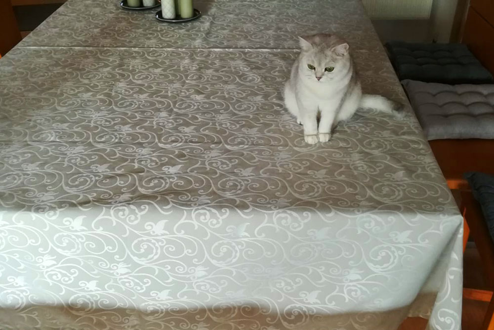 Dekostoff Jacquard - 280 cm - Königliches Rankenornament