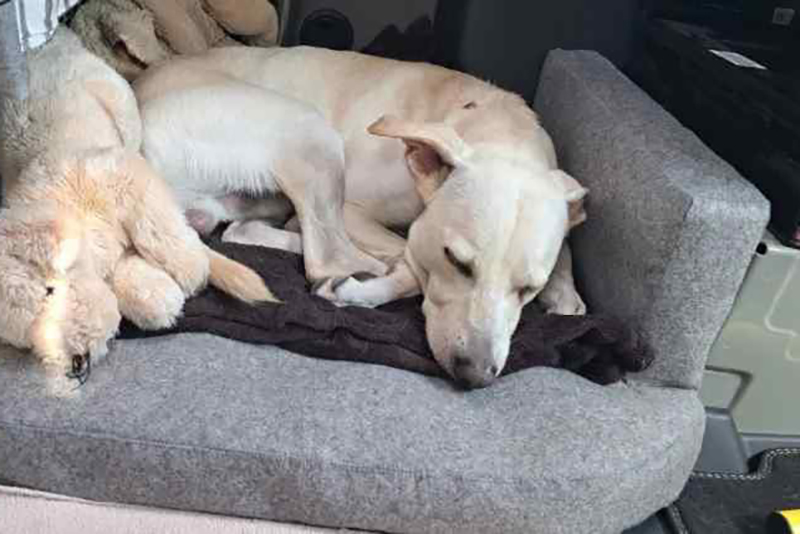 Filz 100 cm breit - 3 mm stark