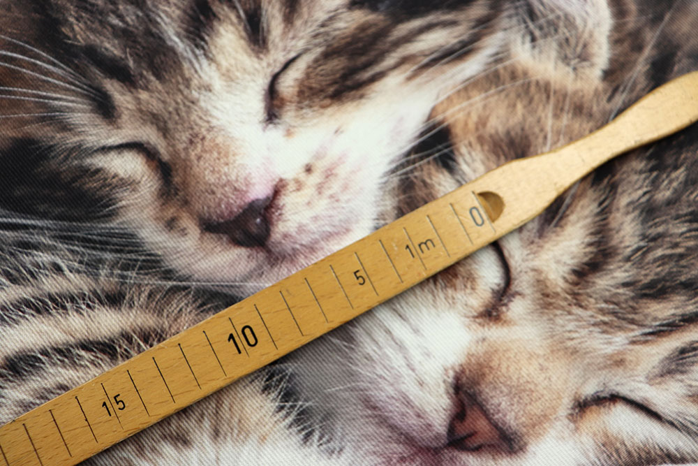 Panel - 3 Motive - Katzenliebe