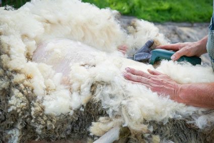 Ein Schaf beim Scheren