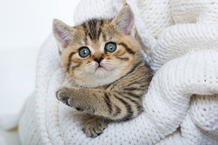 Katze in zusammengefaltetem Woll-Pullover