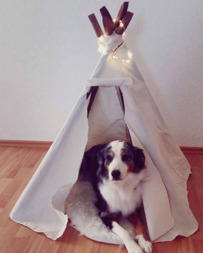 Hund liegt im Hunde-Zelt aus Zeltstoff